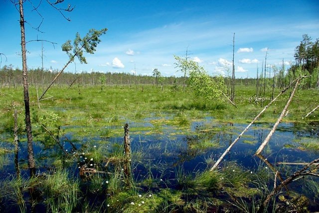 Всемирный день водно-болотных угодий «Кто на болоте живет?» 